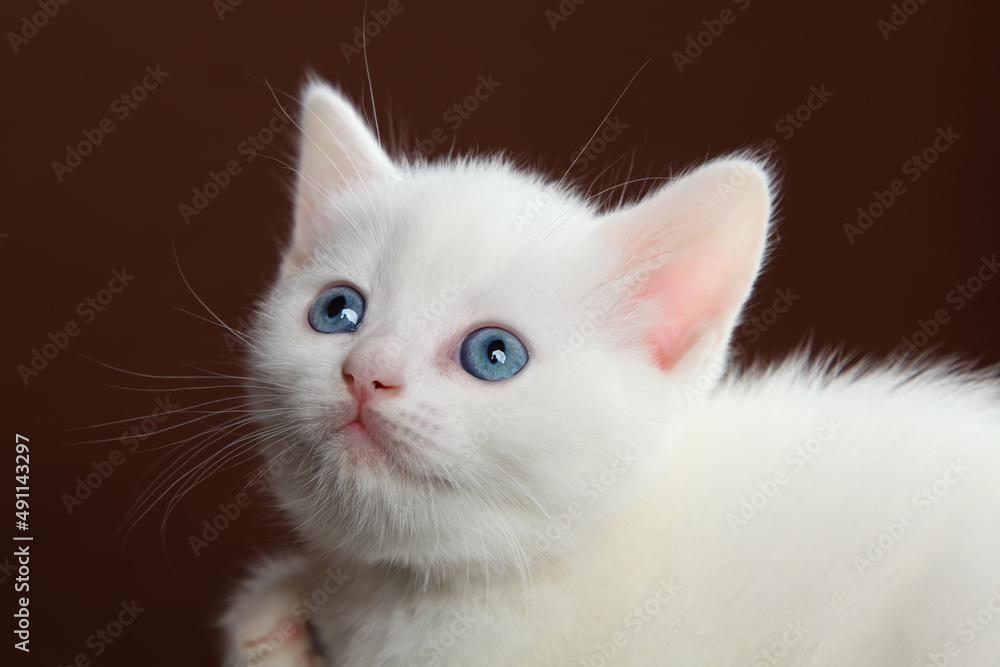 Portrait of a white kitten. The head of a kitten with blue eyes close-up. Portrait of a white kitten. The head of a kitten with blue eyes close-up.