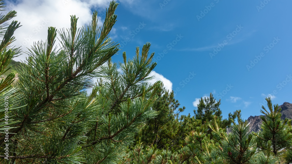 Cedar elfin - Pinus pumila- on the background of blue sky and clouds. Long green needles on the branches are visible. Kamchatka Cedar elfin - Pinus pumila- on the background of blue sky and clouds. Long green needles on the branches are visible. Kamchatka