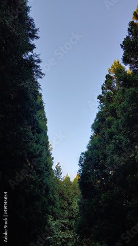 The cool sky that you can see through the top of the coniferous tree that grew high.