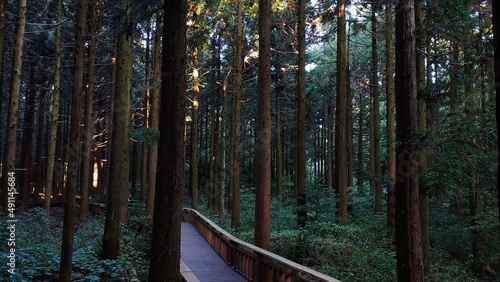 The sunlight shining obliquely through the dark coniferous forest and a beautiful small trail.