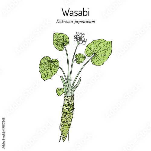 Wasabi or Japanese horseradish Eutrema japonicum , edible plant