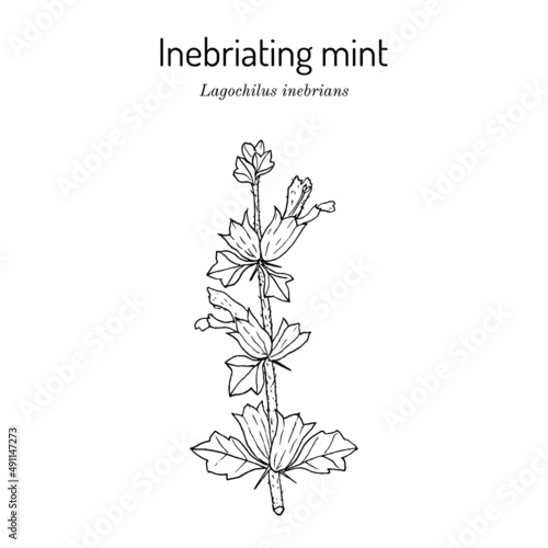 Inebriating or intoxicating mint lagochilus inebrians   medicinal plant