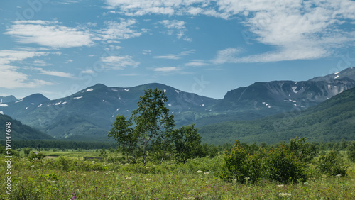 Alpine meadow surrounded by a picturesque mountain range. In the valley there is green grass, wildflowers, shrubs, trees. Blue sky with clouds. Kamchatka. Nalychevo