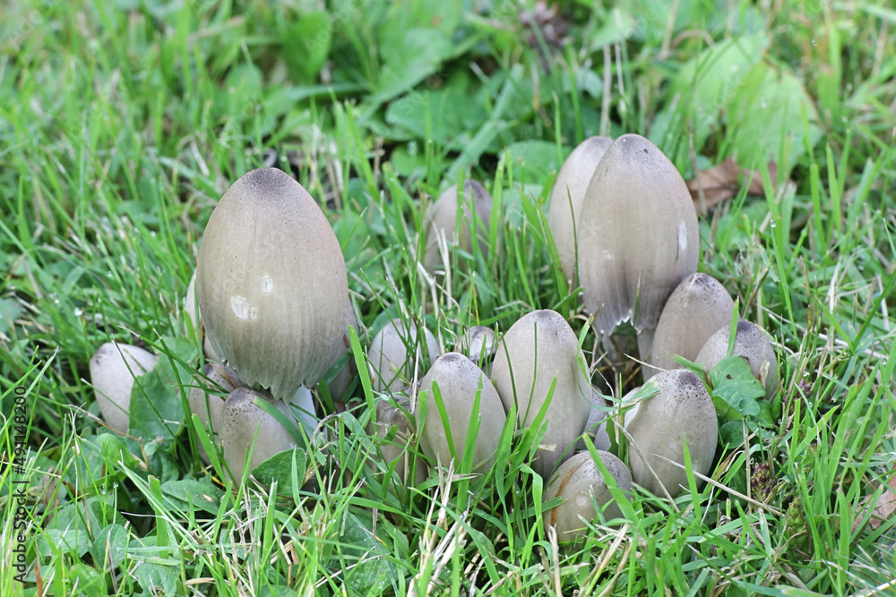 Humpback inkcap, wild mushroom from Finland Humpback inkcap, wild mushroom from Finland