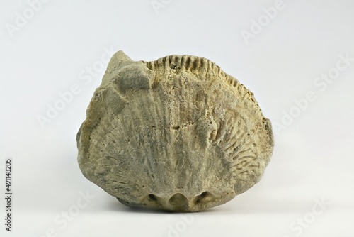 Silurian Brachiopod fossil from Saarenmaa Estonia photo