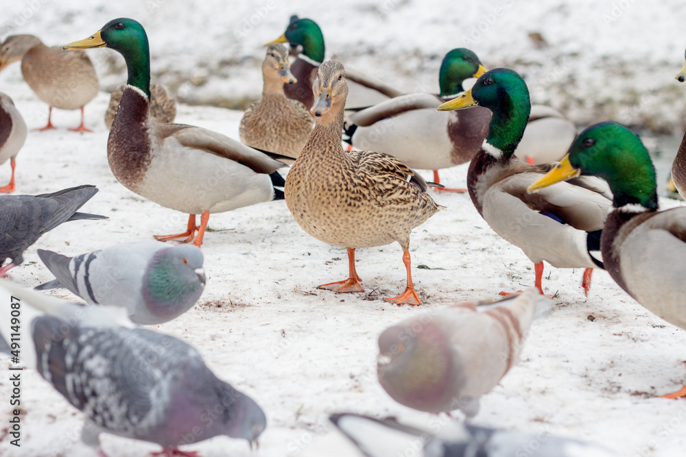 wild ducks on a frozen snow-covered lake. winter landscape wild ducks on a frozen snow-covered lake. winter landscape