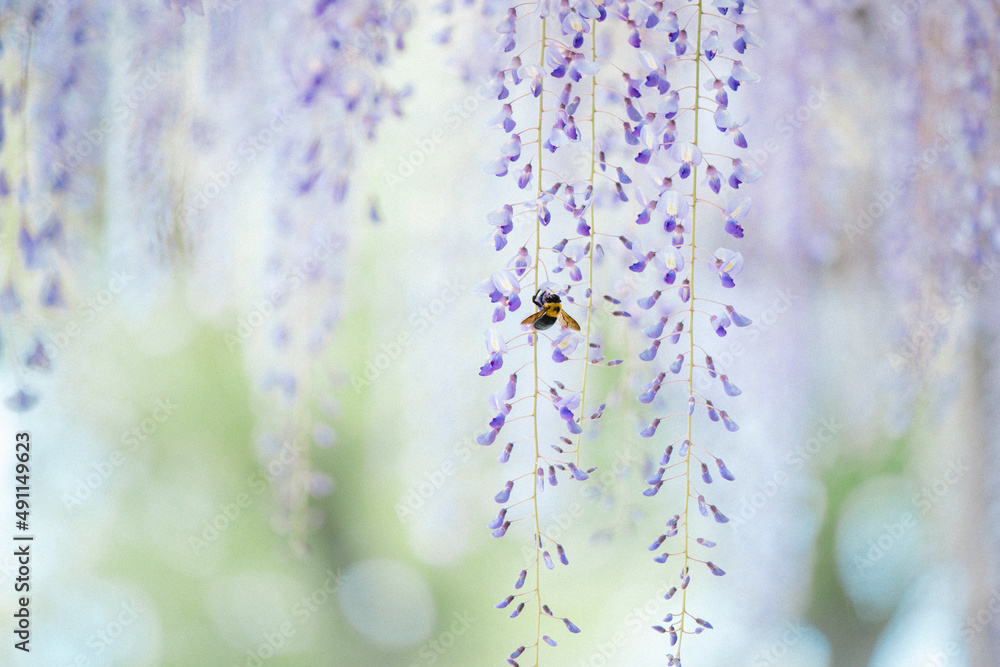 藤の花 蜂 藤の花 蜂