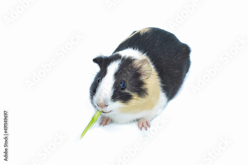 Gatsby rat, it's eating and looking at you. isolated white background