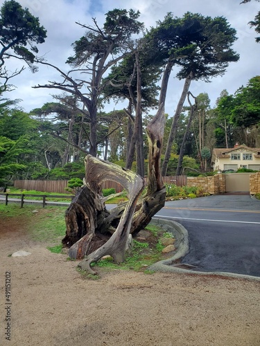 trees on the beach