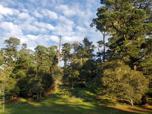 trees in the park