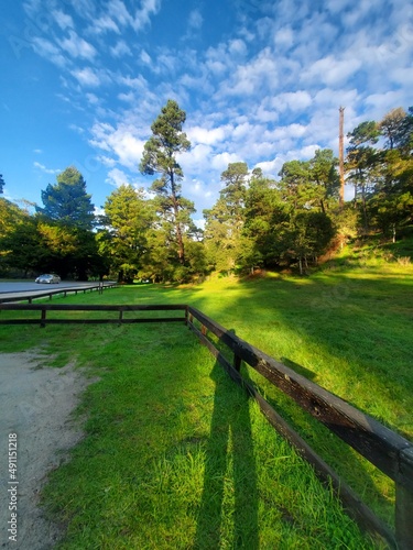 park trees rails