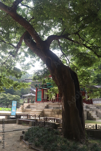 Canvas Print Changdeokgung Palace, sceret garden, big tree