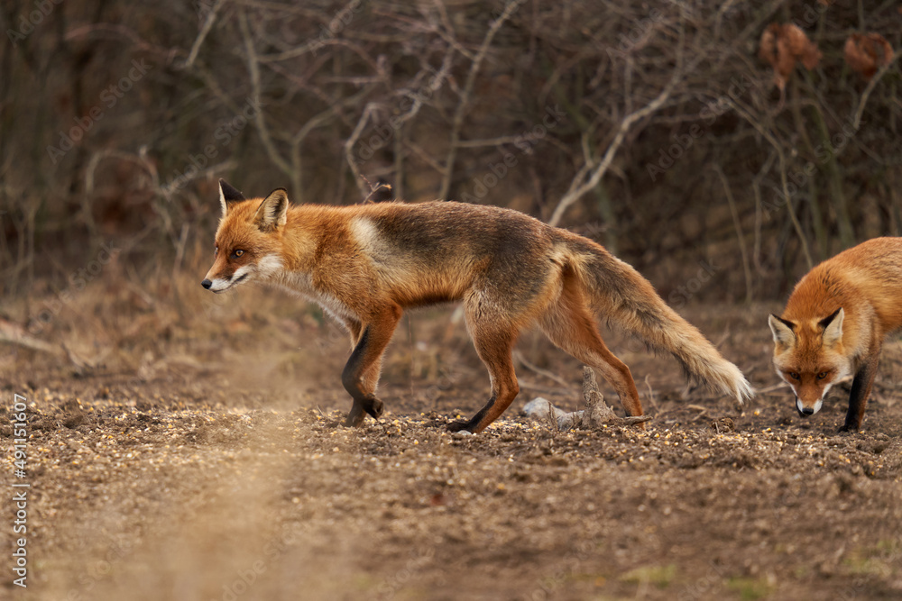 Adult fox in the forest