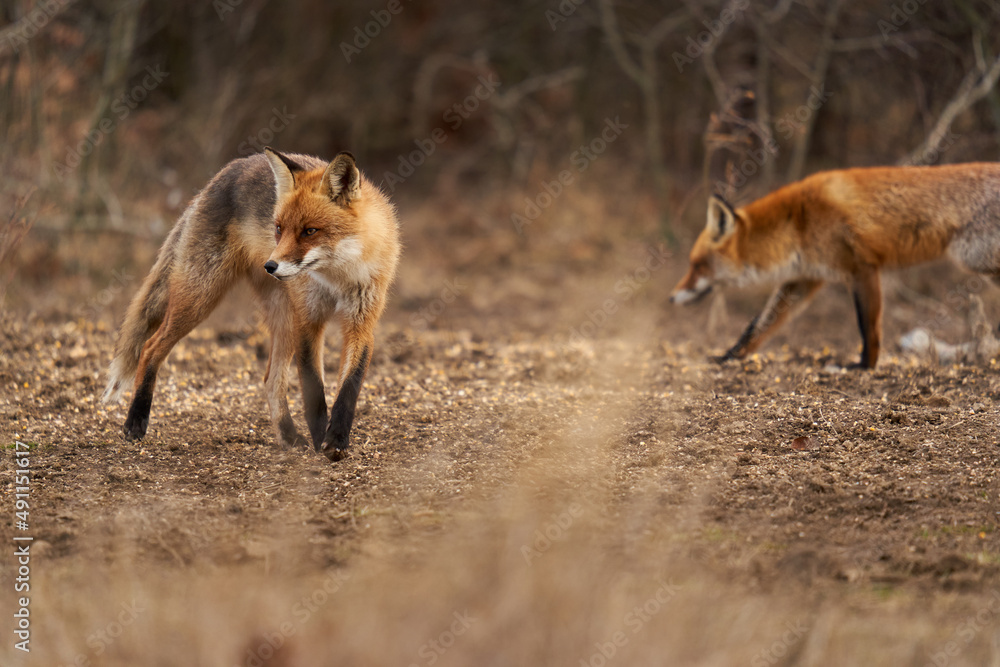 Obraz premium Adult fox in the forest