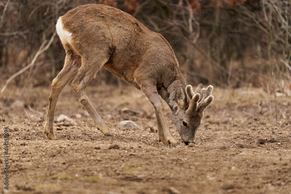Roe deer at the feeding spot in the forest