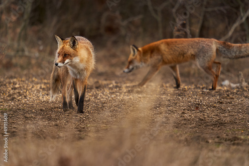 Adult fox in the forest