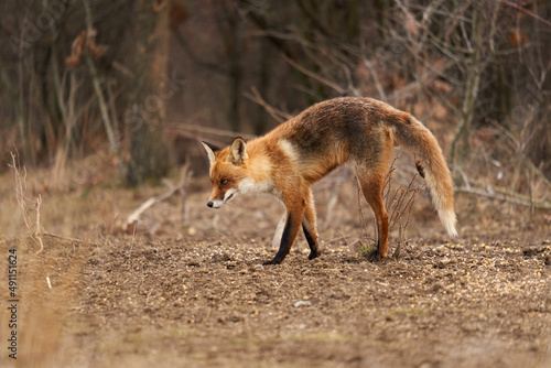 Adult fox in the forest