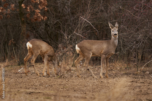 Fototapeta Naklejka Na Ścianę i Meble -  Roe deer at the feeding spot in the forest