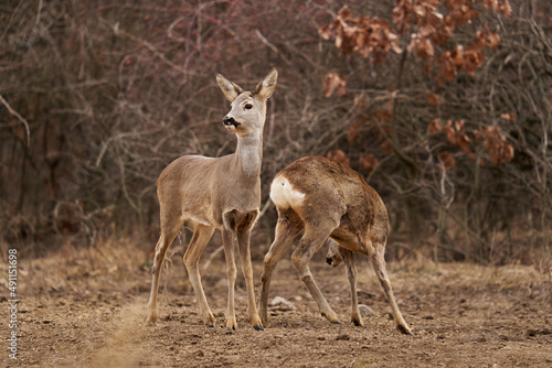 Roe deer at the feeding spot in the forest