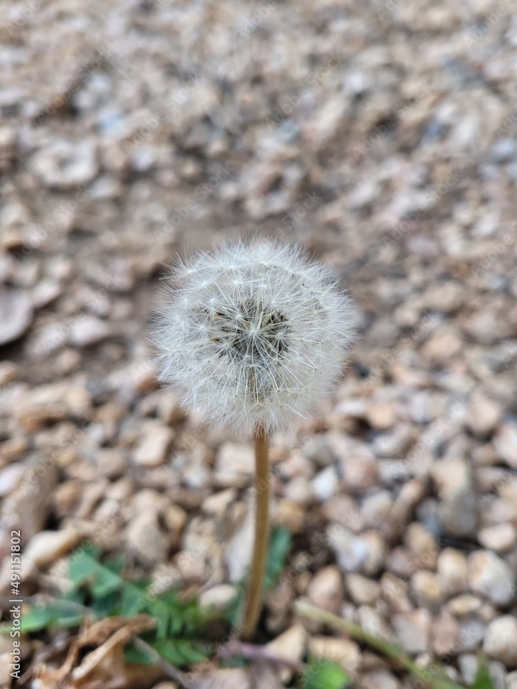 Fototapeta premium Dandelion in the wind. Nature plant