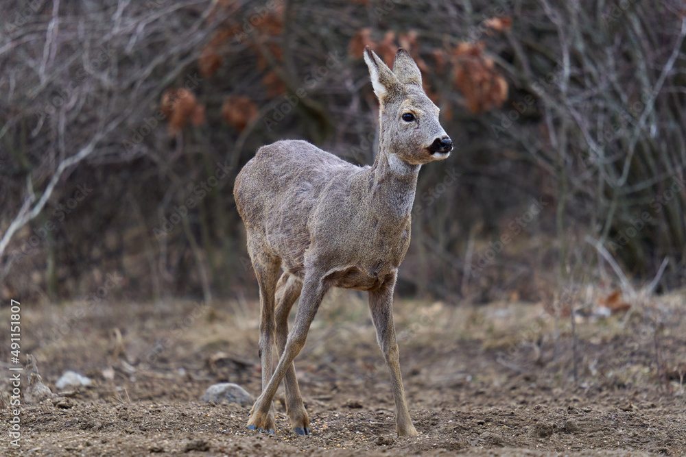 Fototapeta premium Roe deer at the feeding spot in the forest