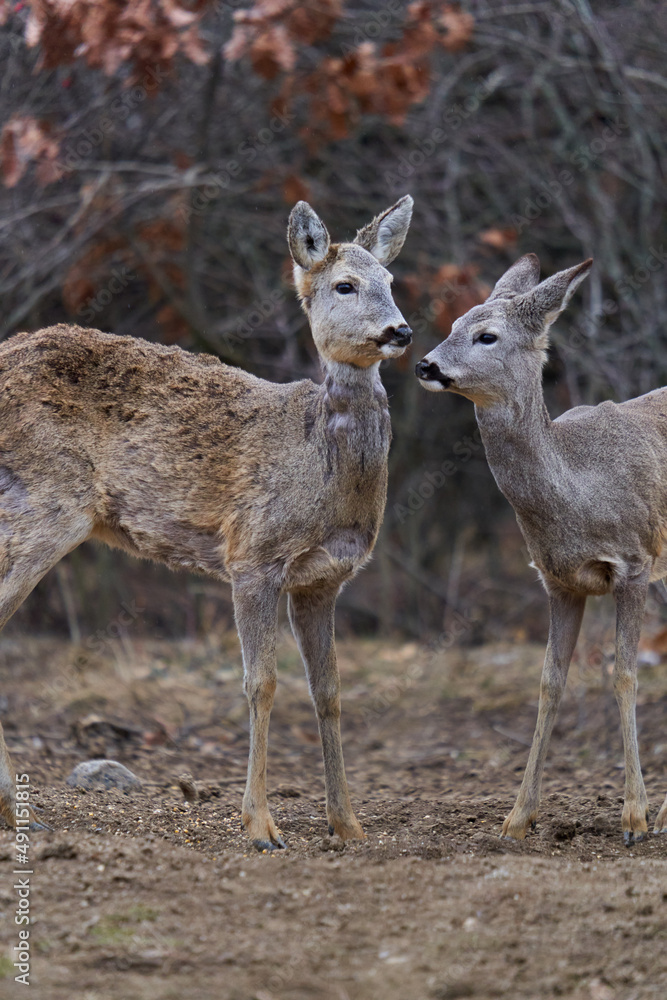 Roe deer at the feeding spot in the forest