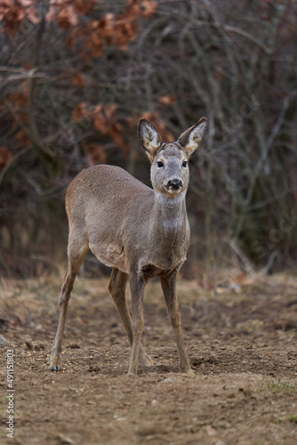 Fototapeta Naklejka Na Ścianę i Meble -  Roe deer at the feeding spot in the forest