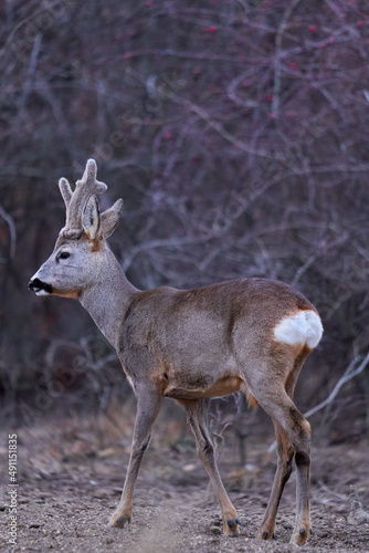 Roe buck at the feeding spot in the forest