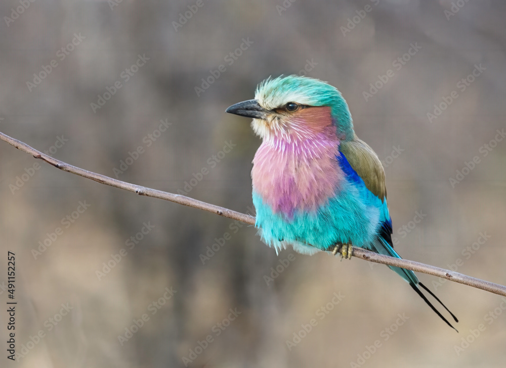 Fototapeta premium Lilac Breasted Roller