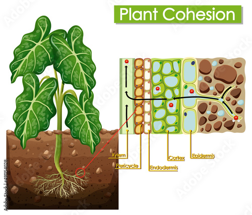Diagram showing plant cohesion