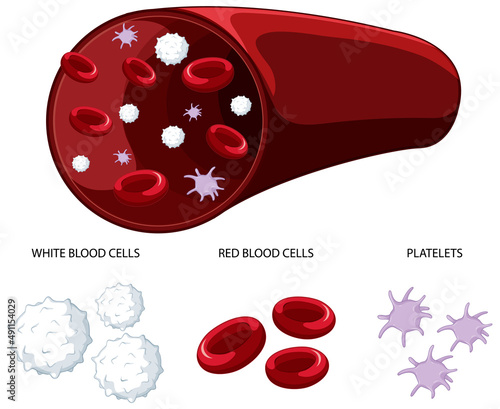 Type of human blood cells on white background