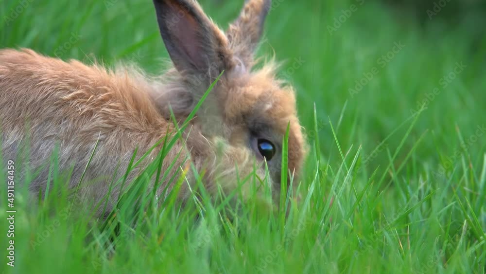 Side shot of a small cute rabbit eating grass on a meadow Side shot of a small cute rabbit eating grass on a meadow