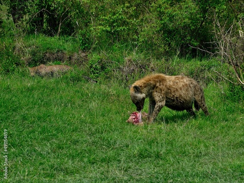 hyena eats prey