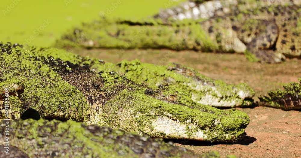 Saltwater Crocodile. Farming and wildlife tourism, Australia and South East Asia Saltwater Crocodile. Farming and wildlife tourism, Australia and South East Asia