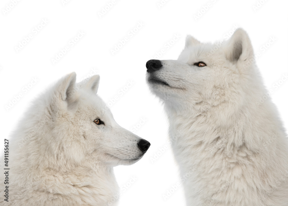 Obraz premium two polar wolf raised his head up isolated on white background