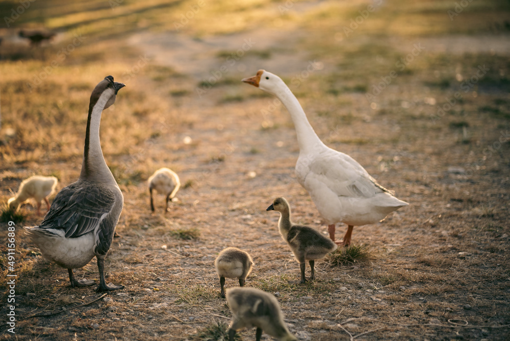 animal farm concept, flock of goose living in nature field of bird farming outdoor, white duck and flock of geese in agricultural concept animal farm concept, flock of goose living in nature field of bird farming outdoor, white duck and flock of geese in agricultural concept