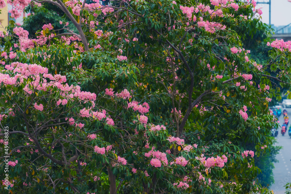 Obraz premium Tabebuia rosea trees or Pink trumpet trees are in bloom along the road in Dien Bien Phu st, Ho Chi Minh city, Vietnam