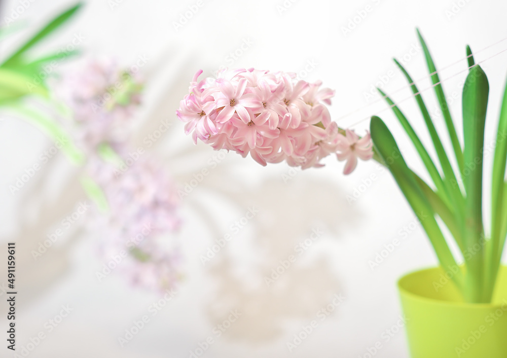 Obraz premium fresh pink hyacinth in a flower pot. defocused flower background. spring sale concept