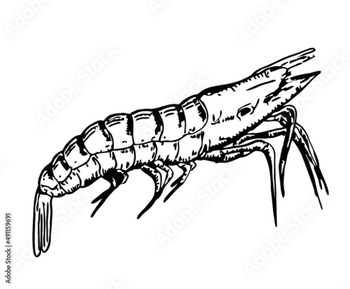 Shrimp isolated. Shrimp sea animal sketch vector illustration. An animal from the ocean is a shrimp. Seafood  marine life. Hand-drawn live shrimp
