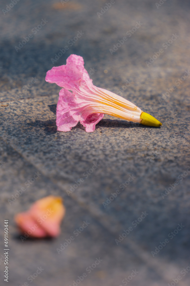 Tabebuia rosea trees or Pink trumpet trees are in bloom along the road in Dien Bien Phu st, Ho Chi Minh city, Vietnam Tabebuia rosea trees or Pink trumpet trees are in bloom along the road in Dien Bien Phu st, Ho Chi Minh city, Vietnam