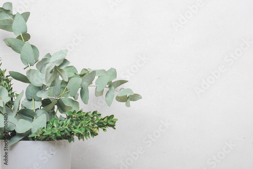 fresh eucalyptus leaves and boxwod branches in cement vase background. copy space. spring seasonal card
