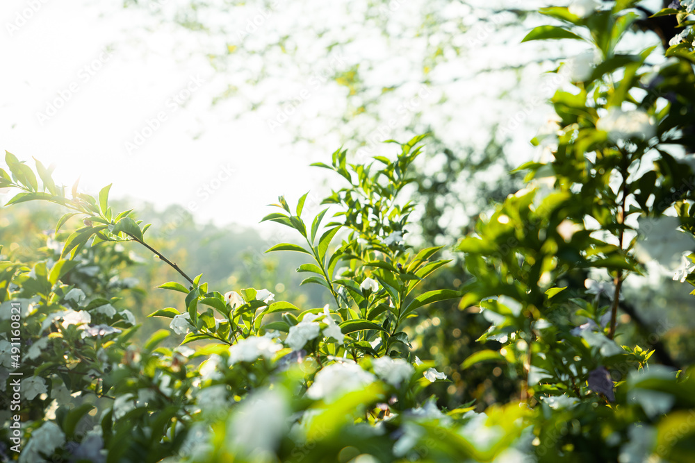 new green trees in summer morning new green trees in summer morning