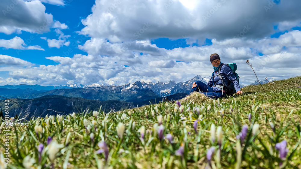 Woman relaxing in a field of pink and white crocus with a panoramic view on mountain peaks in early spring in the Karawanks and Julian Alps, Carinthia, Austria. Border to Slovenia. Triglav and Mangart
