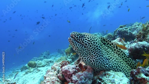 Underwater life - Leopard moray eel in a Maldivas reef photo