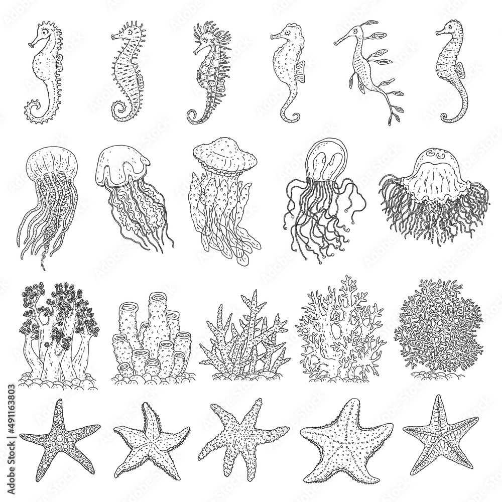 Fototapeta premium Set seahorses, jellyfish, starfishes and corals different forms. Vector ocean animals underwater life doodle line isolated illustrations.