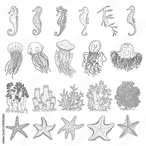Set seahorses, jellyfish, starfishes and corals different forms. Vector ocean animals underwater life doodle line isolated illustrations.