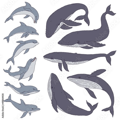 Wallpaper Mural Whale and dolphin set