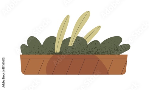 Leaf plant growing in pot. Green houseplant in rectangle shaped flowerpot. Home and office interior decoration. House decor. Flat vector illustration isolated on white background