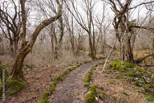 dreary winter forest with path