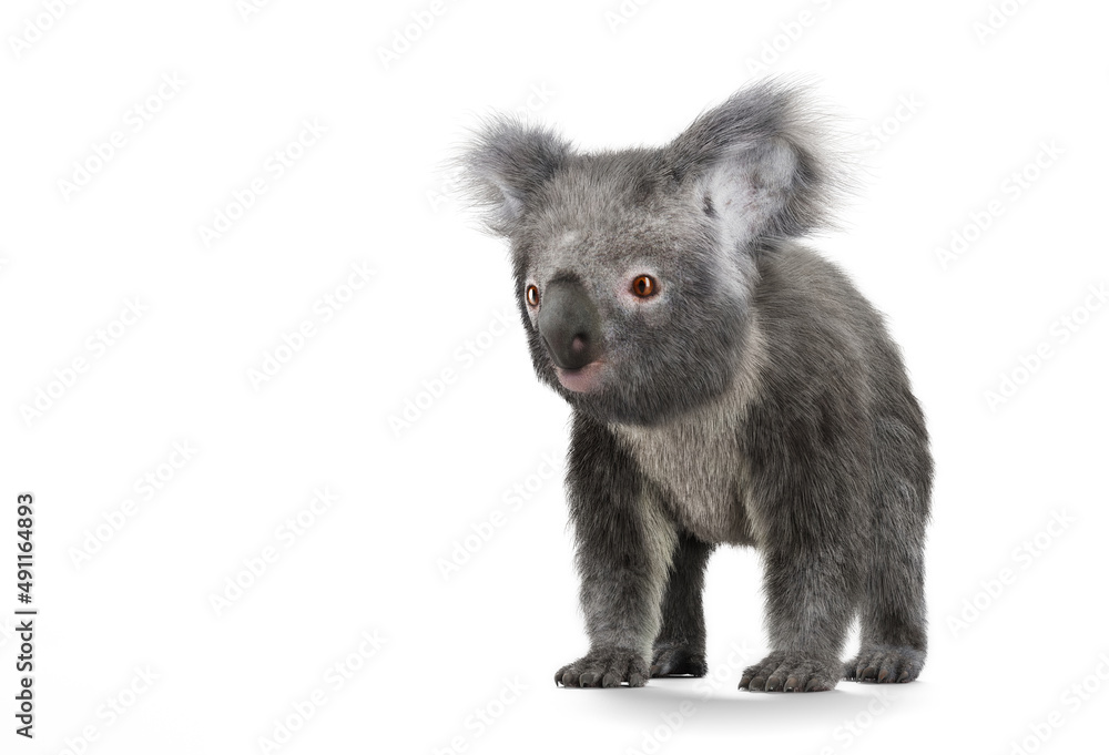 Obraz premium Koala bear isolated on white